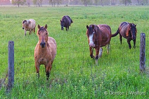 Friendly Horses_10700.jpg - Photographed near Smiths Falls, Ontario, Canada.